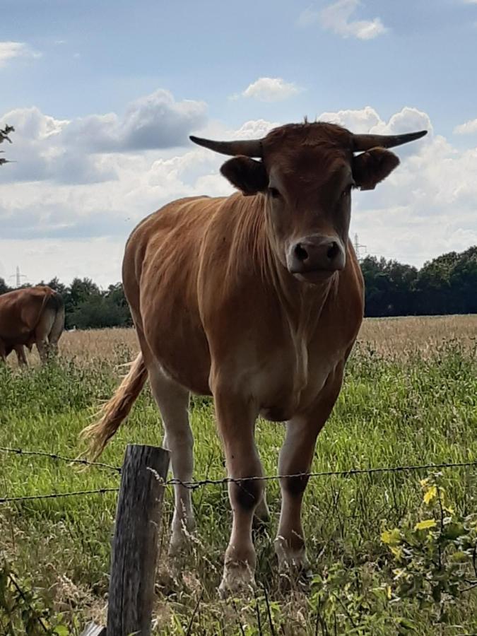 Landelijk Gelegen Huisje Op Erf Veeningen Exteriér fotografie