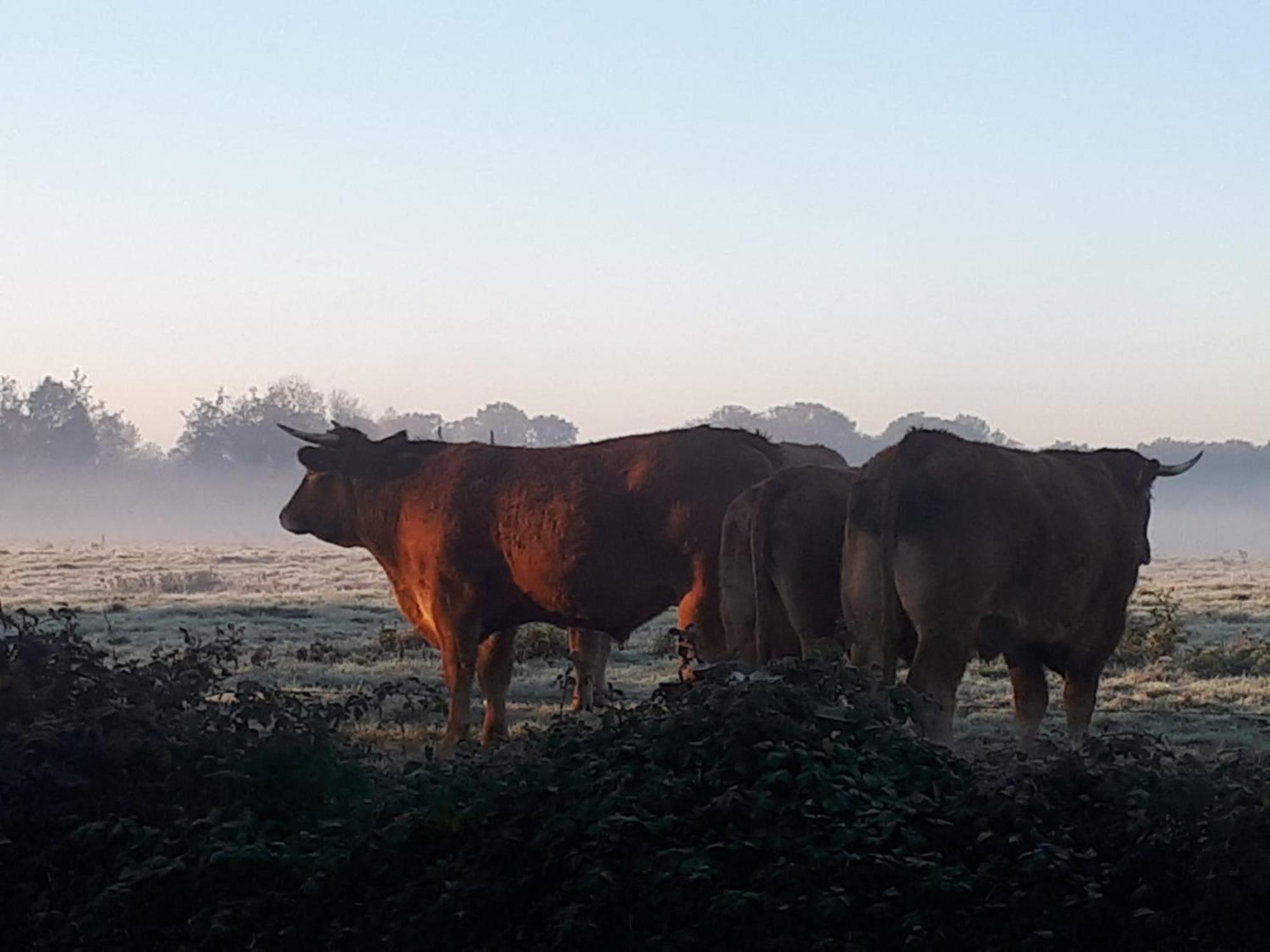 Landelijk Gelegen Huisje Op Erf Veeningen Exteriér fotografie